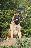 BULLMASTIFF 127